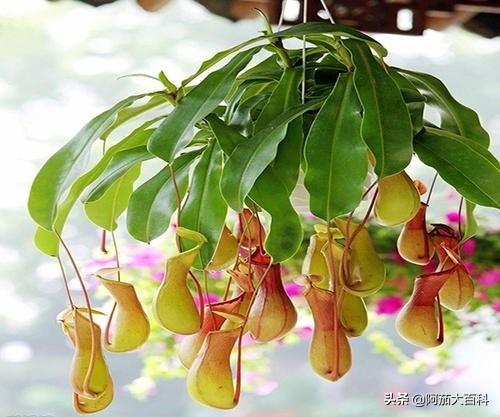 猪笼草简介（猪笼草简介100字）