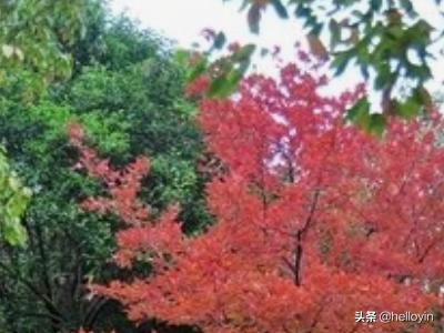 秋天有什么特征景象（秋天有什么特征景象图片）