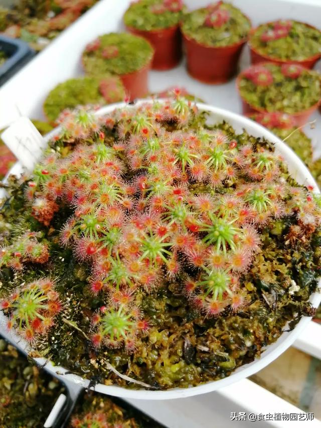 可爱又有趣的植物有哪些（写可爱的、有趣的植物写话）