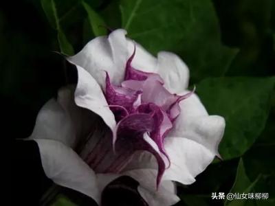 曼陀罗怎样才会中毒（曼陀罗中毒急救方法）