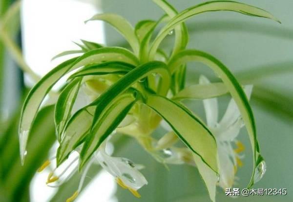 吊兰怎么养才能爆盆(吊兰招财还是破财)