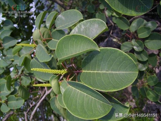 乌桕树图片果实（乌桕树图片 乌桕树的功效与作用）