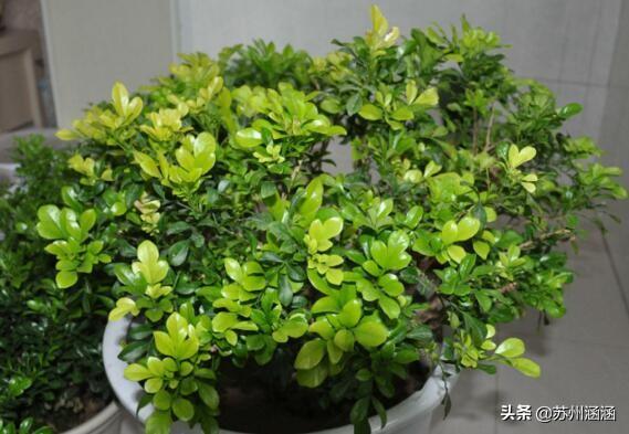 米兰花的养殖方法和注意事项有哪些