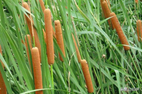 水生植物分为哪几类（水生植物类型有哪些）