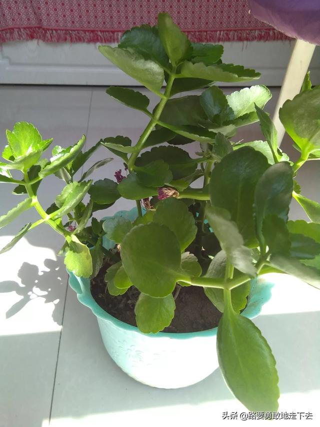 盆栽植物图片大全大图（盆栽植物图鉴）