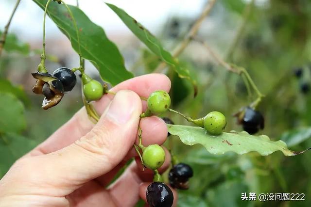 香樟树图片果实(香樟树图片果实能吃吗)