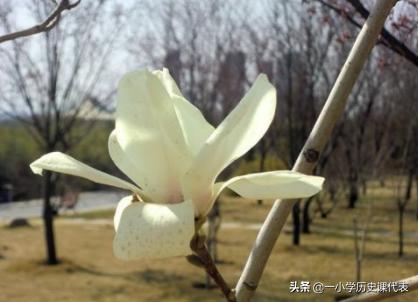 紫玉兰什么时候移栽最好(紫玉兰啥时移栽成活率高)