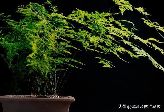 文竹会开花吗意味着什么呢(文竹是否会开花)