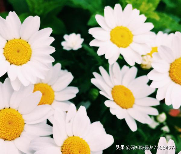 小雏菊的花语暗恋（小雏菊的花语是暗恋）