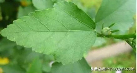 木槿花叶子图片大全大图(木槿花叶子的图片)