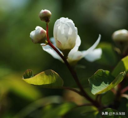 龙柏芽的功效（龙柏芽的营养价值）
