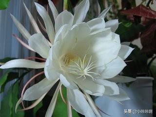 昙花的样子(昙花的样子和启示)