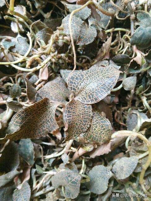 金线莲的种植前景如何（金线莲如何种植养护）