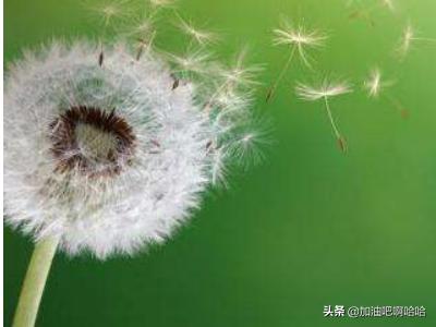 植物怎么传播自己的种子（植物怎样传播种子的方法有哪些例句）