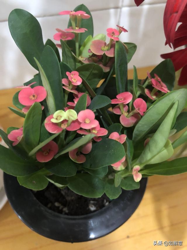 送老师鲜花的好处（送老师鲜花花语）