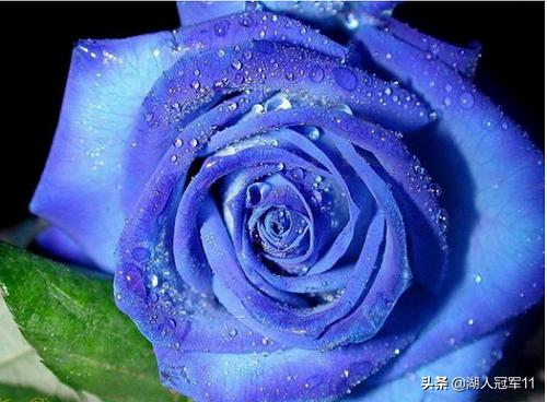 1朵蓝色妖姬的花语（1到100朵蓝色妖姬花语）