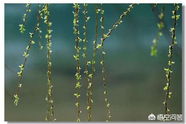 柳树繁殖方式（柳树的繁殖）