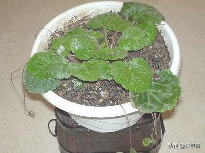 虎耳草（虎耳草好养吗）