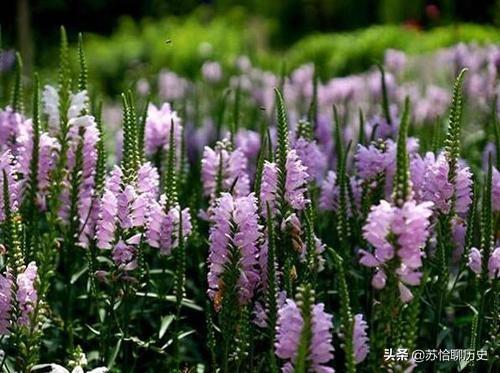 有毒的花是什么花（有毒的花有哪些80种）