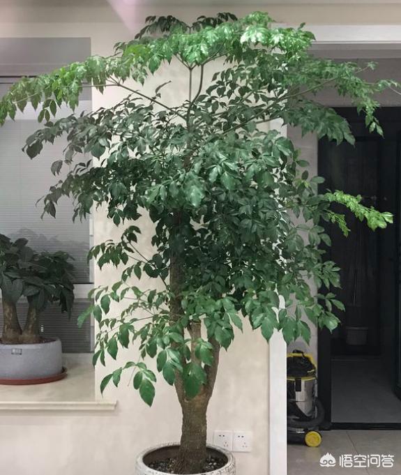 家养幸福树的养殖方法（家养幸福树有什么好处）
