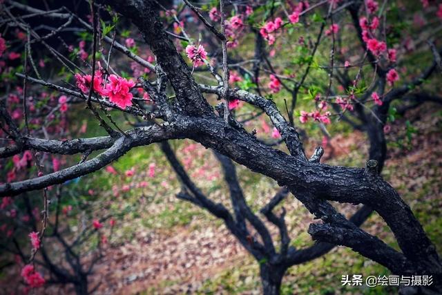 梅花图片大全大图高清（古代梅花图片大全大图高清）