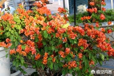 户外三角梅冬天怎么过冬（三角梅能否在户外过冬）