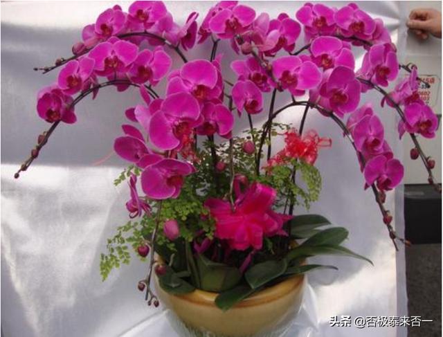 蝴蝶兰的作文三年级优秀作文