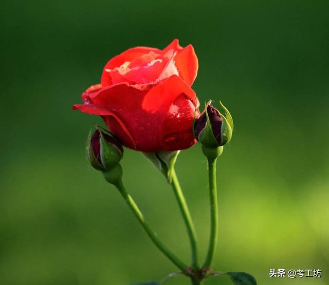 鲜花高清图片大全（鲜花 高清）