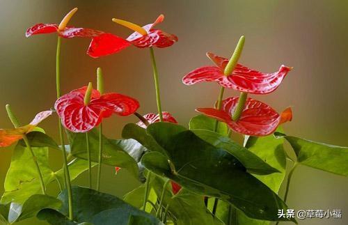 红掌盆栽的养殖方法（红掌盆栽的养殖方法和注意事项）