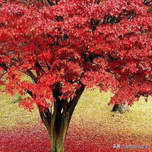 8公分日本红枫树价格（14公分日本红枫树价格）