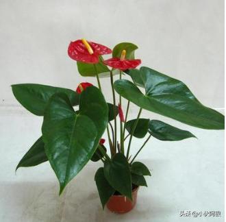 红掌的栽培方法及注意事项（红掌怎么栽培,什么时候栽培）