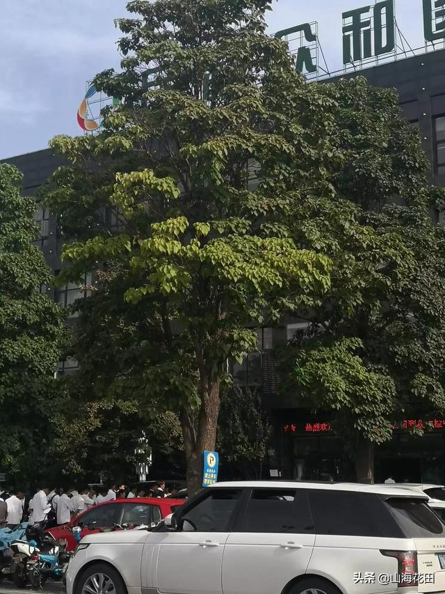 常见的绿化苗木品种图片（常见的绿化苗木品种图片大全）