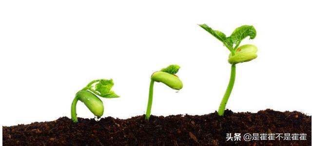 种子发芽必备的三个条件（种子发芽必备的三个条件是什么）