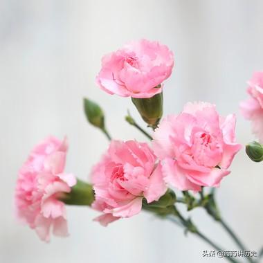 19朵康乃馨不能乱送(19朵康乃馨多少钱)