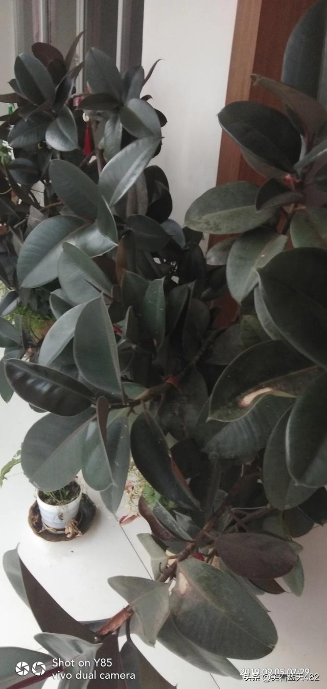 种什么树越久越升值（小叶黄杨苗价格表）