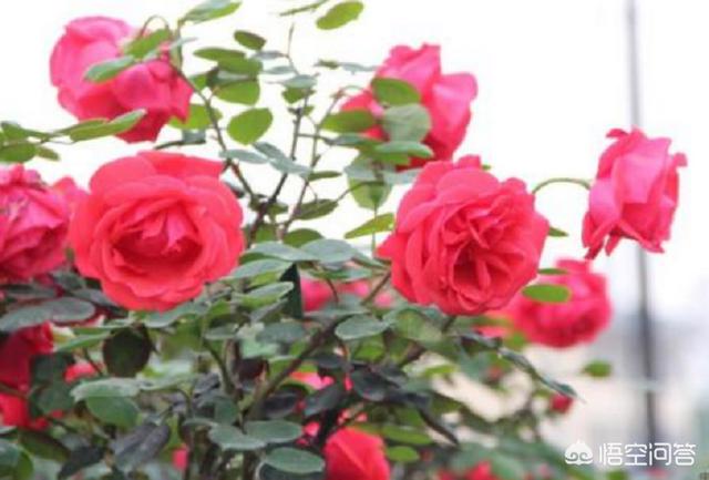 月季花冬天在室外会冻死吗（月季花冬天能在室外过冬吗）