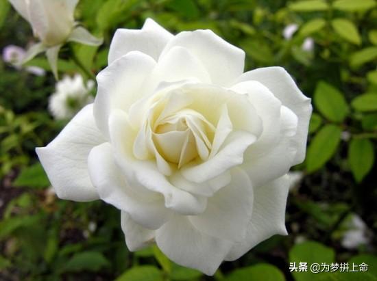 玫瑰品种大全图解（玫瑰品种大全图解图片）