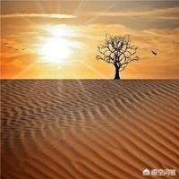 向日葵的励志名言（向日葵 名言）